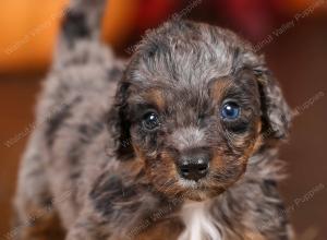 tri-colored mini bernedoodle near Chicago 