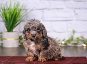 tri-colored mini bernedoodle near Chicago 