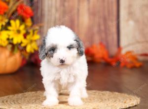 tri-colored mini bernedoodle near Chicago 