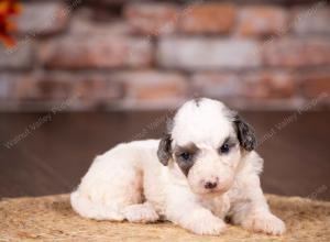 tri-colored mini bernedoodle near Chicago 