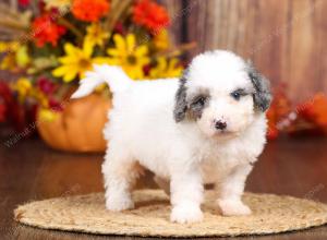 tri-colored mini bernedoodle near Chicago 