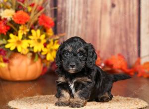 tri-colored mini bernedoodle near Chicago 