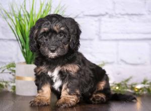 tri-colored mini bernedoodle near Chicago 