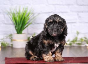 tri-colored mini bernedoodle near Chicago 