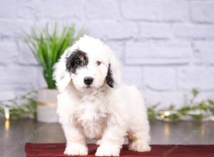 tri-colored mini bernedoodle near Chicago 