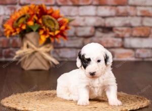 tri-colored mini bernedoodle near Chicago 