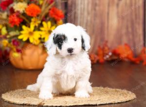 tri-colored mini bernedoodle near Chicago 