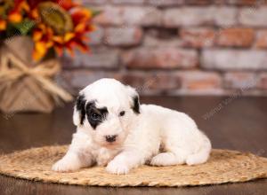 tri-colored mini bernedoodle near Chicago 