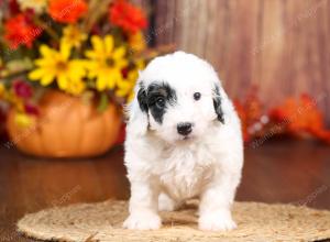 tri-colored mini bernedoodle near Chicago 