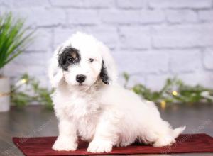 tri-colored mini bernedoodle near Chicago 