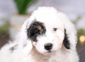 tri-colored mini bernedoodle near Chicago 