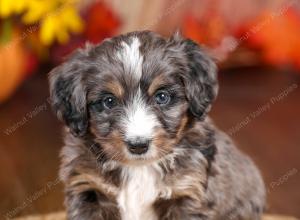 tri-colored mini bernedoodle near Chicago 