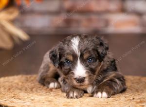 tri-colored mini bernedoodle near Chicago 