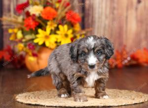 tri-colored mini bernedoodle near Chicago 