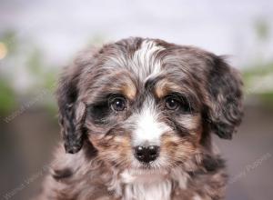 tri-colored mini bernedoodle near Chicago 