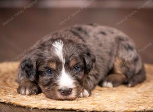 tri-colored mini bernedoodle near Chicago 