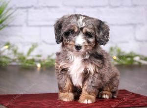 tri-colored mini bernedoodle near Chicago 