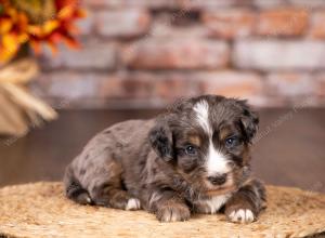 tri-colored mini bernedoodle near Chicago 