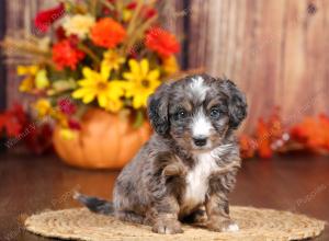 tri-colored mini bernedoodle near Chicago 