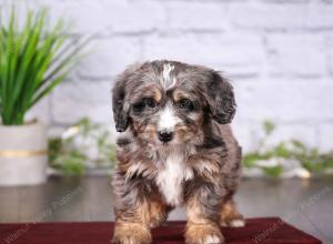 tri-colored mini bernedoodle near Chicago 