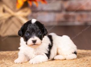 tri-colored mini bernedoodle near Chicago 