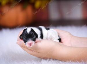 tri-colored mini bernedoodle near Chicago 