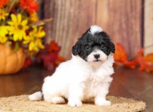 tri-colored mini bernedoodle near Chicago 