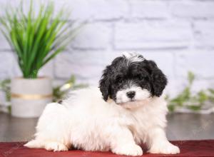 tri-colored mini bernedoodle near Chicago 