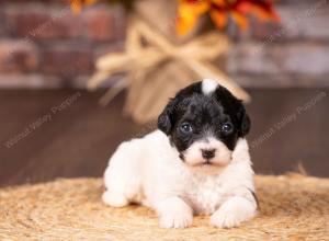 tri-colored mini bernedoodle near Chicago 