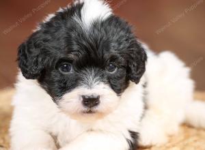 tri-colored mini bernedoodle near Chicago 