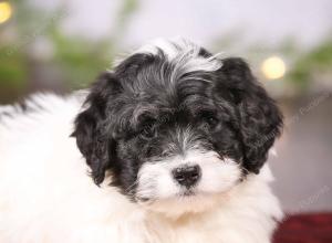 tri-colored mini bernedoodle near Chicago 