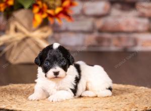 tri-colored mini bernedoodle near Chicago 