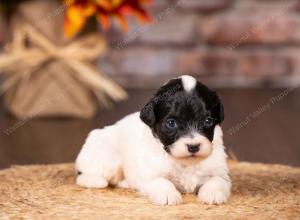 tri-colored mini bernedoodle near Chicago 