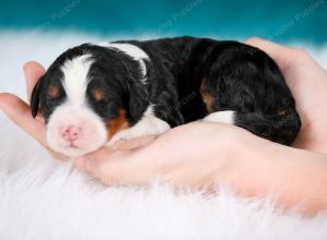 tri-colored female mini bernedoodle near Chicago Illinois