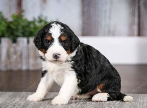 tri-colored female mini bernedoodle near Chicago Illinois