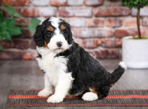 tri-colored female mini bernedoodle near Chicago Illinois