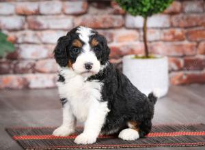 tri-colored female mini bernedoodle near Chicago Illinois