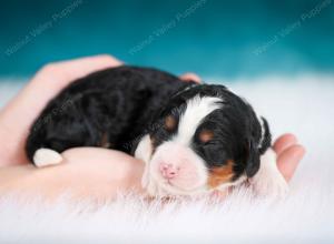 tri-colored female mini bernedoodle near Chicago Illinois