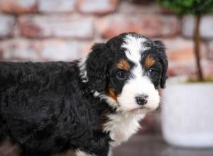 tri-colored female mini bernedoodle near Chicago Illinois