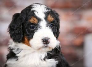 tri-colored female mini bernedoodle near Chicago Illinois