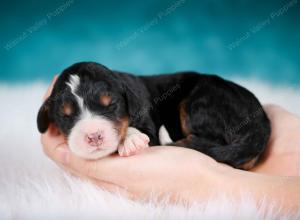 tri-colored male mini bernedoodle near Chicago Illinois