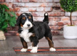 tri-colored male mini bernedoodle near Chicago Illinois