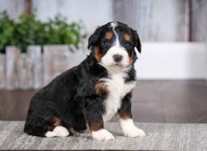 tri-colored male mini bernedoodle near Chicago Illinois