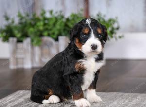 tri-colored male mini bernedoodle near Chicago Illinois