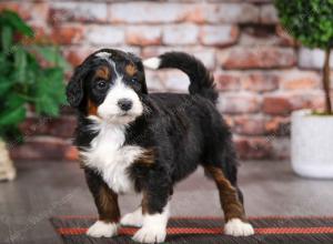 tri-colored male mini bernedoodle near Chicago Illinois