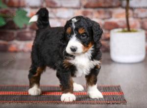 tri-colored male mini bernedoodle near Chicago Illinois