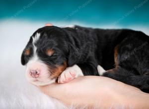 tri-colored male mini bernedoodle near Chicago Illinois