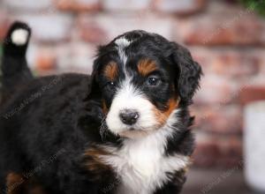 tri-colored male mini bernedoodle near Chicago Illinois