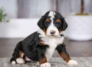 tri-colored female mini bernedoodle near Chicago Illinois