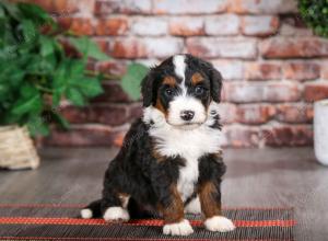 tri-colored female mini bernedoodle near Chicago Illinois